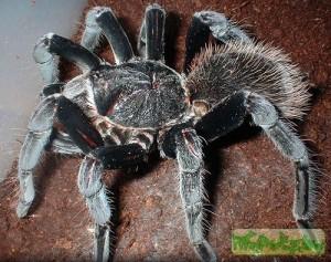 Xenesthis monstrosa