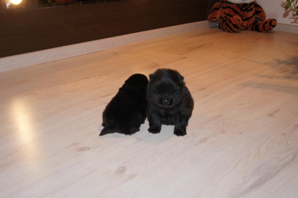 http://mypets.by/wp-content/uploads/2013/02/z_37cd80bf.jpg