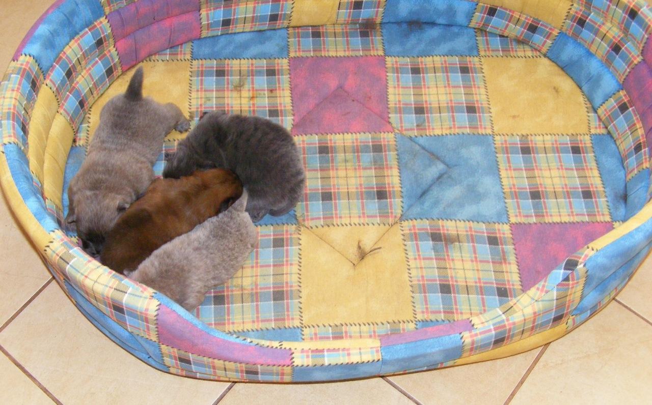 http://mypets.by/wp-content/uploads/2013/02/z_7b12e832.jpg