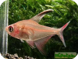 Hyphessobrycon robertsi