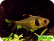 Hyphessobrycon takasei