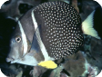 Acanthurus guttatus 