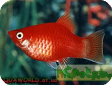 Xiphophorus maculates