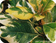 Pisonia