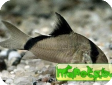 Corydoras metae