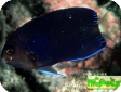 Centropyge flavicauda 