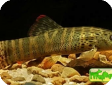 Syncrossus berdmorei (Botia berdmorei)