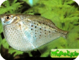 Gasteropelecus maculatus
