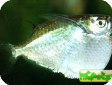 Thoracocharax stellatus