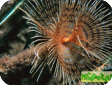 Spirographis sp. 