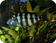 Placidochromis johnstoni