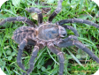 Cyriopagopus paganus