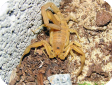 Hemiscorpius lepturus  