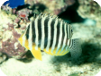 Paracentropyge multifasciata 