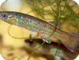 Aphyosemion primigenium