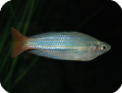 Melanotaenia papuae