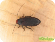 Oxychaloa deusta (Красноголовый таракан)