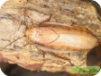 Leucophaea maderae (Мадейрский таракан)