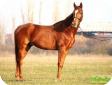 Восточная болгарская (East Bulgarian)