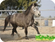 Занискари (Zaniskari pony)