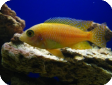Aulonocara sp. "Rose"