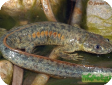 Pleurodeles waltli