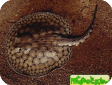Potamotrygon orbignyi (P. reticulatus)