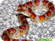Elaphe guttata