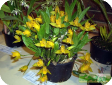 Lycaste