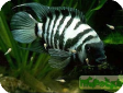 Cichlasoma nigrofasciatum