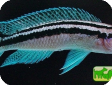 Julidochromis dickfeldi