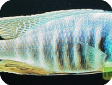 Haplochromis electra