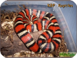 Lampropeltis ruthveni