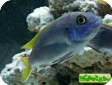 Gephyrochromis moorii
