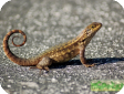 Leiocephalus carinatus