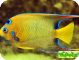 Holacanthus ciliaris 