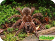 Theraphosa apophysis