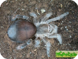Eupalaestrus weijenberghi