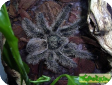 Avicularia urticans