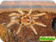 Citharischius crawshayi