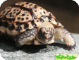 Homopus signatus