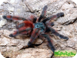 Avicularia versicolor