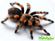 Brachypelma annitha 