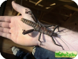 Eurycantha calcarata 