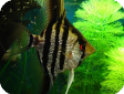 Pterophyllum scalare