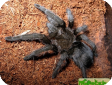 Grammostola pulchra