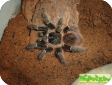 Lasiodora klugii