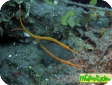 Doryrhamphus multiannulatus 