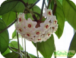 Hoya