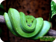 Chondropython viridis